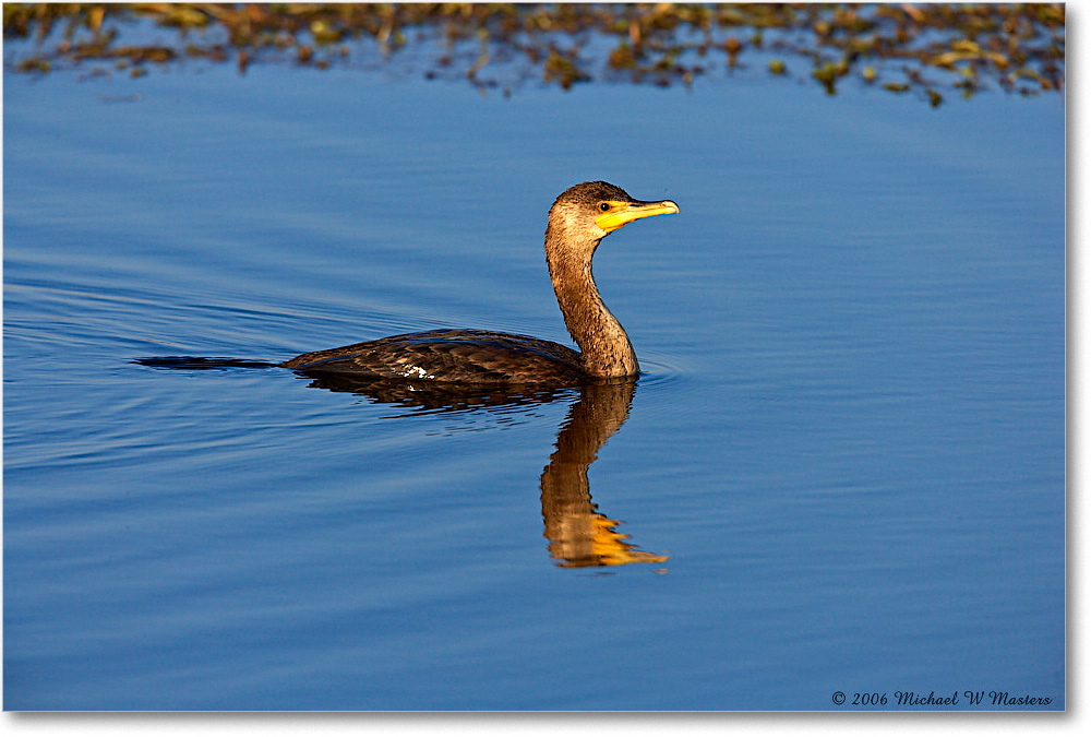 Cormorant_ChincoNWR-wll_2006Nov_E0K9076 copy