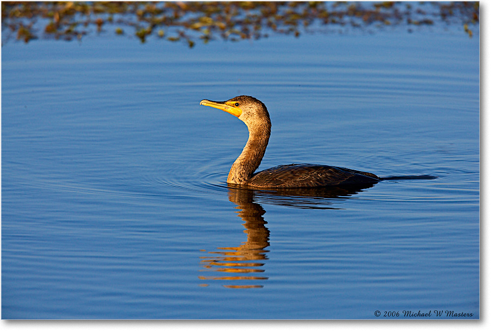 Cormorant_ChincoNWR-wll_2006Nov_E0K9080 copy