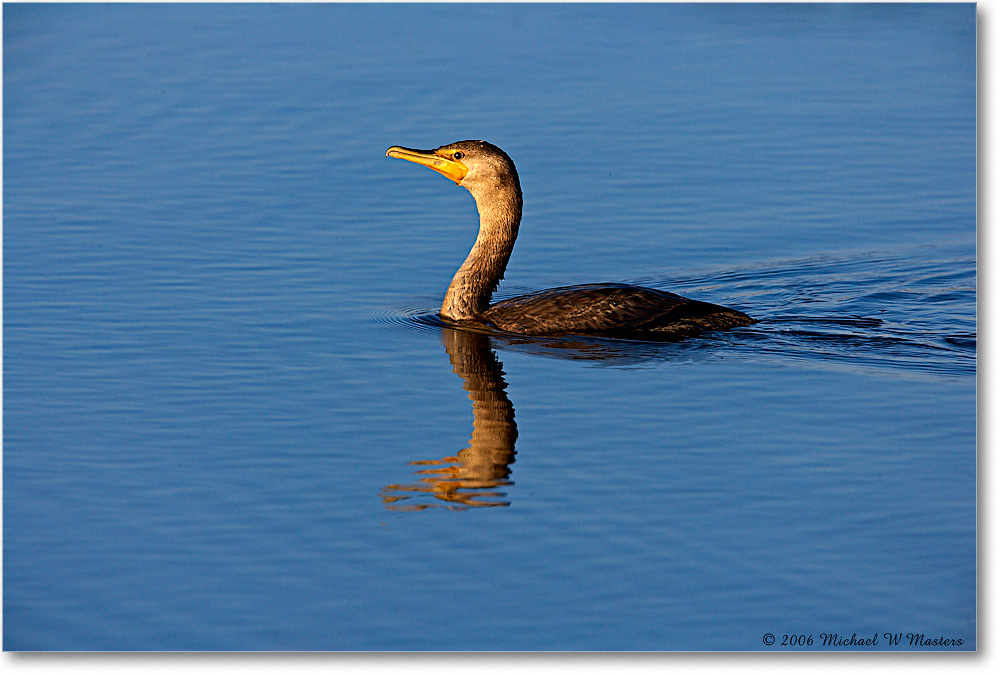 Cormorant_ChincoNWR-wll_2006Nov_E0K9085 copy