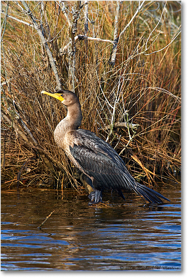 Cormorant_ChincoNWR_2006Nov_E0K9597 copy