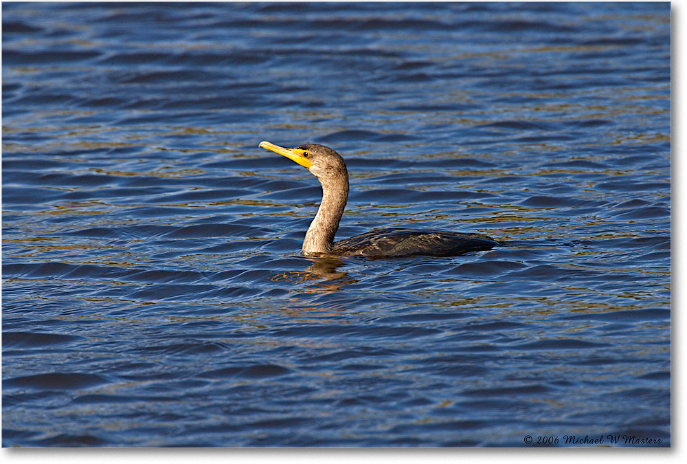 Cormorant_ChincoNWR_2006Nov_E0K9615 copy