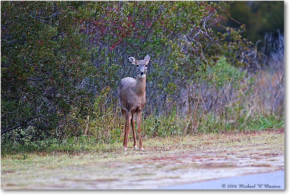 Deer_ChincoNWR_2006Nov_Y2F0951 copy