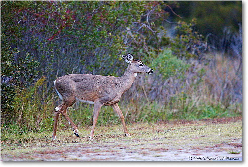 Deer_ChincoNWR_2006Nov_Y2F0952 copy