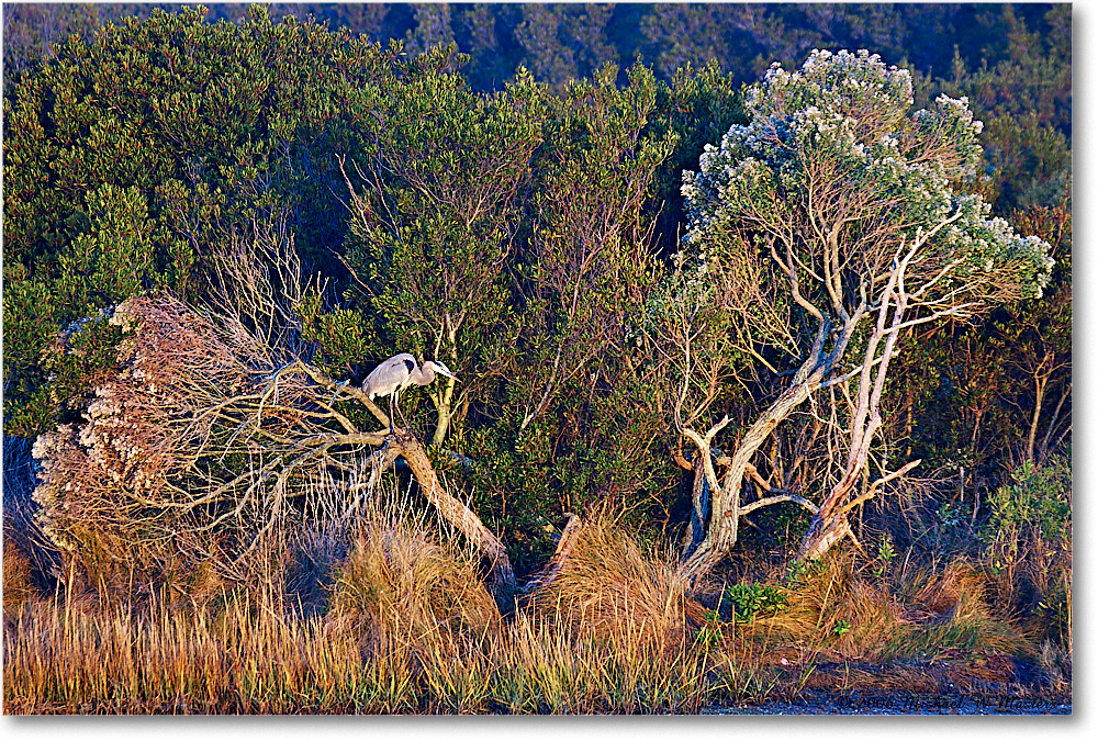 GBHeron_ChincoNWR-sc_2006Nov_Y2F1100 copy