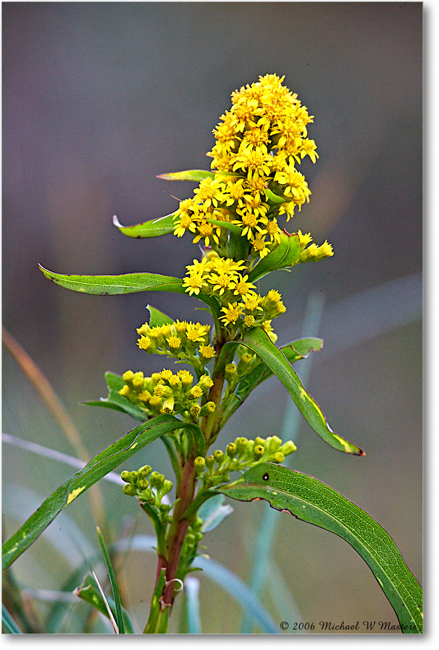 Goldenrod_Chinco_NWR_2006Nov_E0K0185 copy