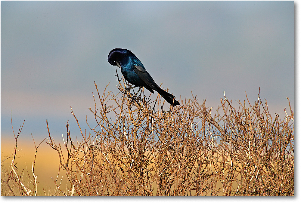 GrackleBoattail_Assateague_2006Nov_E0K9372 copy
