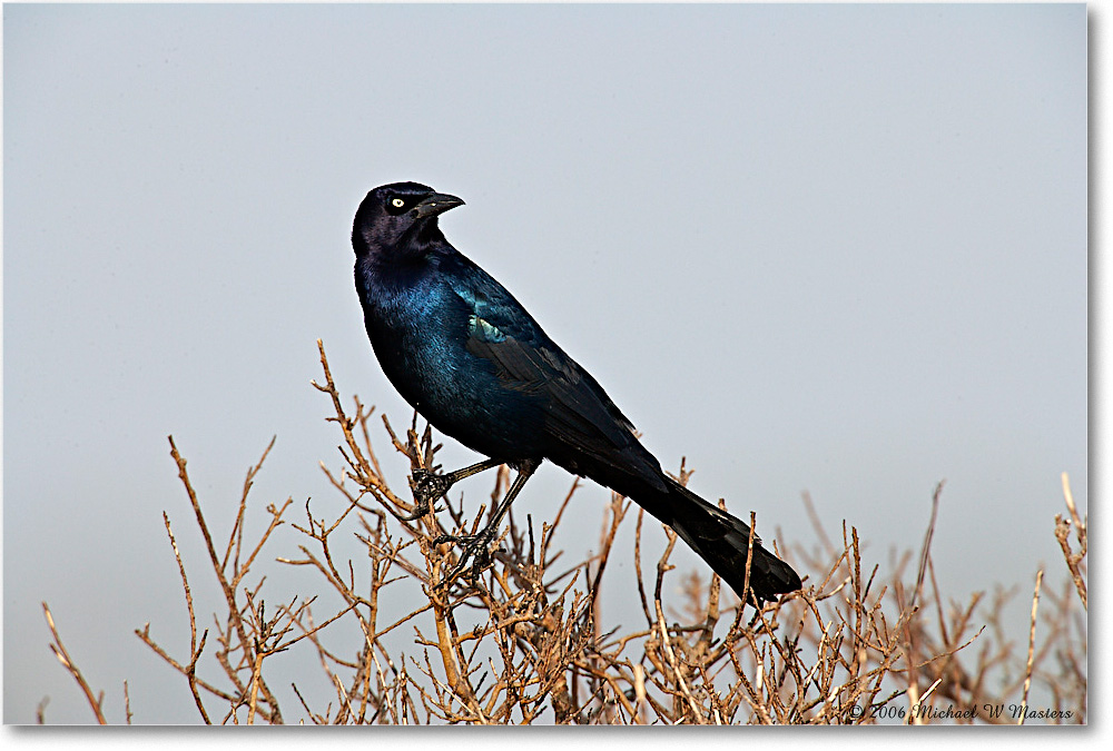 GrackleBoattail_Assateague_2006Nov_E0K9388 copy