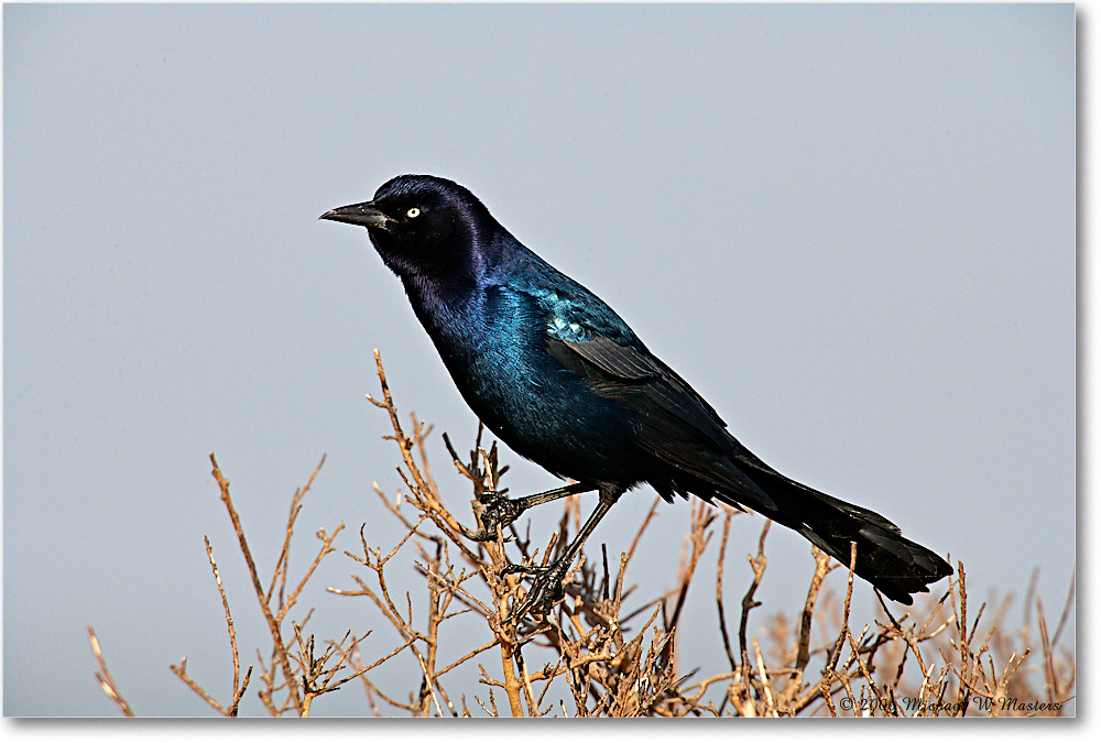 GrackleBoattail_Assateague_2006Nov_E0K9438 copy