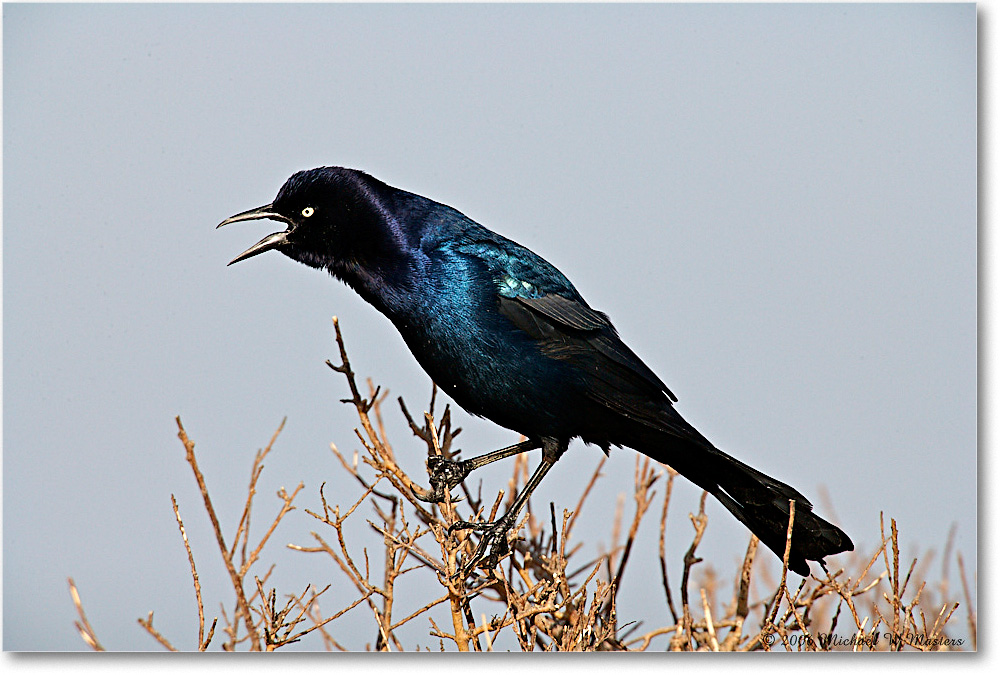 GrackleBoattail_Assateague_2006Nov_E0K9452 copy