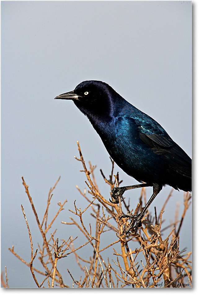 GrackleBoattail_Assateague_2006Nov_E0K9492 copy