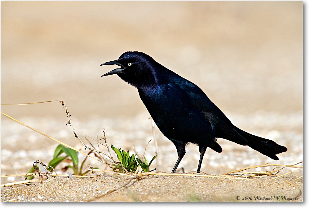 GrackleBoattail_Assateague_2006Nov_E0K9504 copy