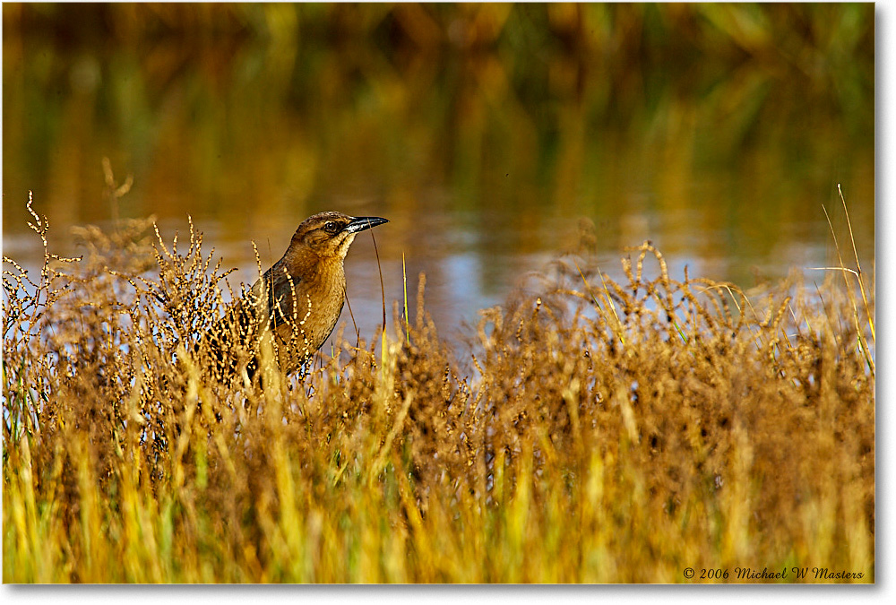 GrackleFemale_NWR-wll_2006Nov_E0K8554 copy