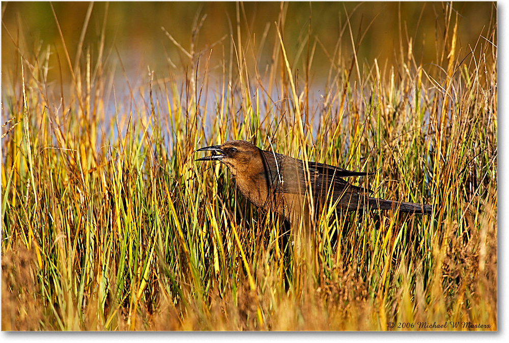 GrackleFemale_NWR-wll_2006Nov_E0K8556 copy