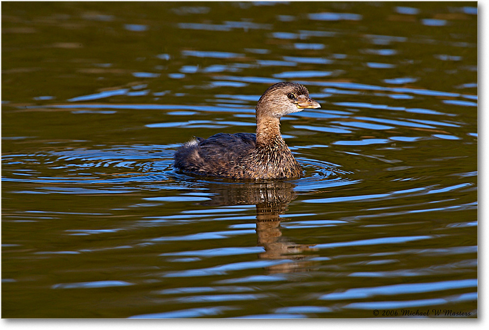 GrebePiedBill_Chinco_NWR_2006Nov_E0K9543 copy