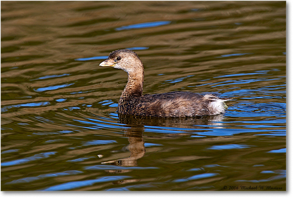 GrebePiedBill_Chinco_NWR_2006Nov_E0K9553 copy