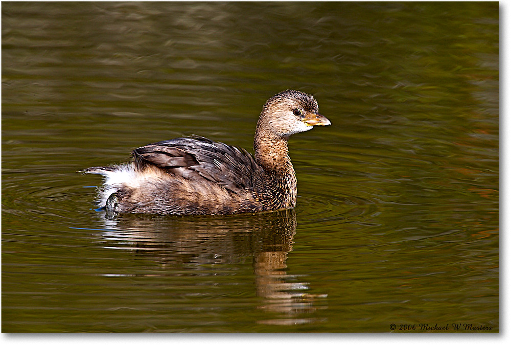 GrebePiedBill_Chinco_NWR_2006Nov_E0K9626 copy