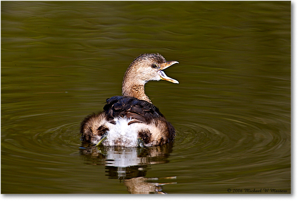 GrebePiedBill_Chinco_NWR_2006Nov_E0K9643 copy