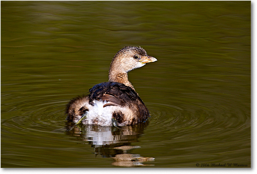 GrebePiedBill_Chinco_NWR_2006Nov_E0K9647 copy