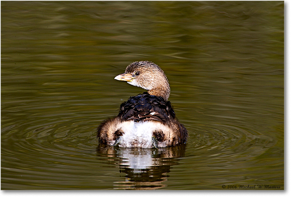 GrebePiedBill_Chinco_NWR_2006Nov_E0K9649 copy