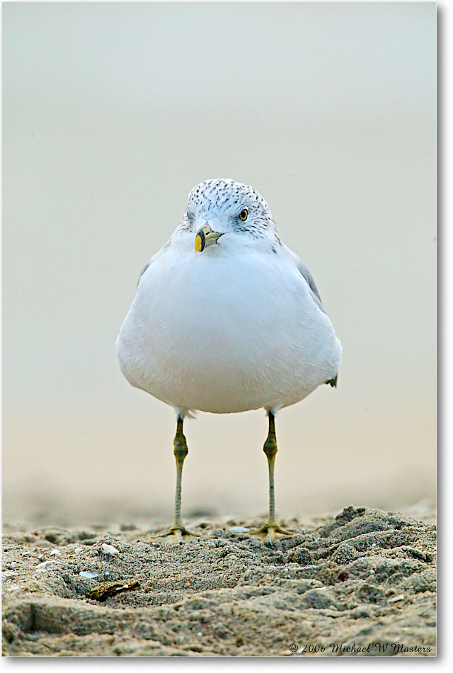 HerringGull_Assateague_2006Nov1FFT8539 copy