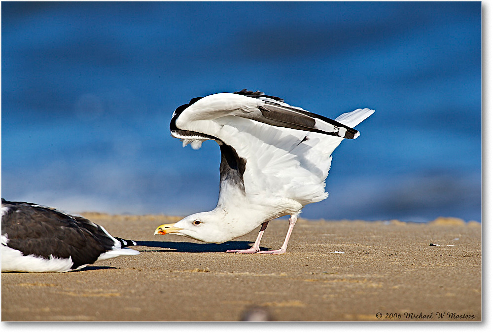 HerringGull_Assateague_2006Nov_E0K8307 copy