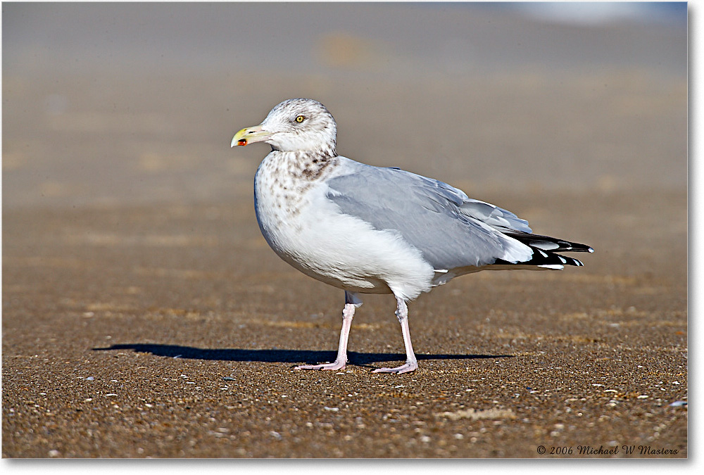 HerringGull_Assateague_2006Nov_E0K8312 copy
