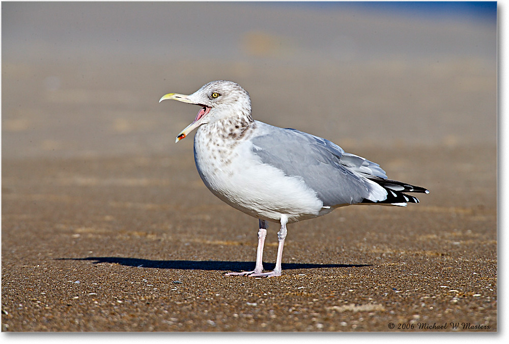 HerringGull_Assateague_2006Nov_E0K8314 copy