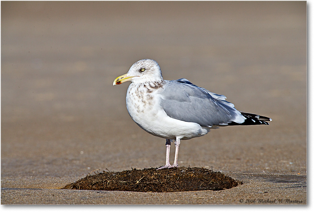 HerringGull_Assateague_2006Nov_E0K8345 copy