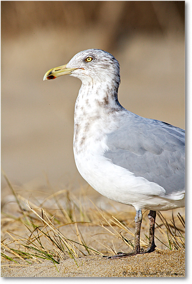 HerringGull_Assateague_2006Nov_E0K9509 copy
