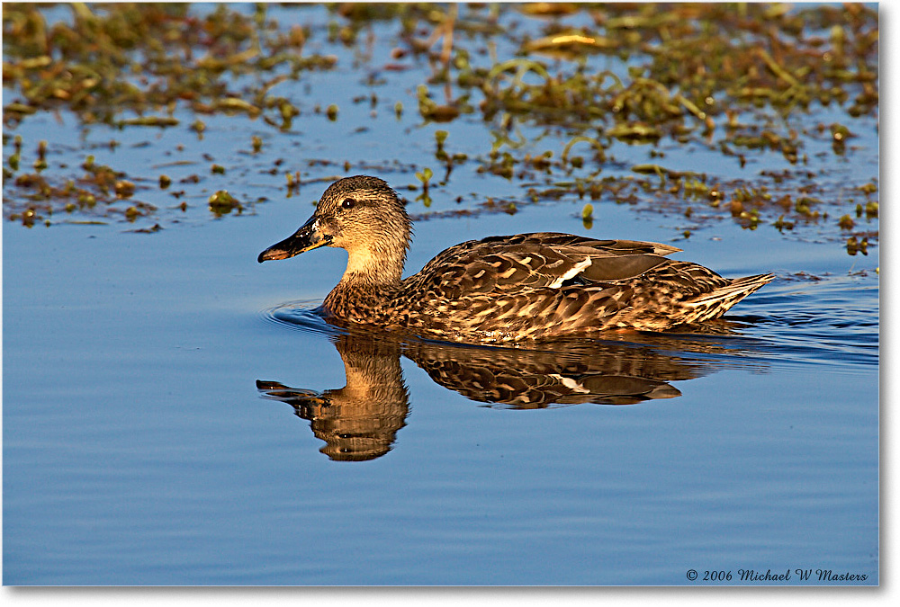 MallardFemale_Chinco_NWR_2006Nov_E0K8982 copy