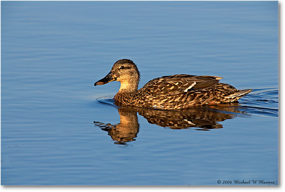 MallardFemale_Chinco_NWR_2006Nov_E0K8995 copy