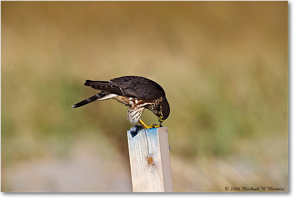 Merlin&Catch_Chinco_NWR_2006Nov_E0K8546 copy