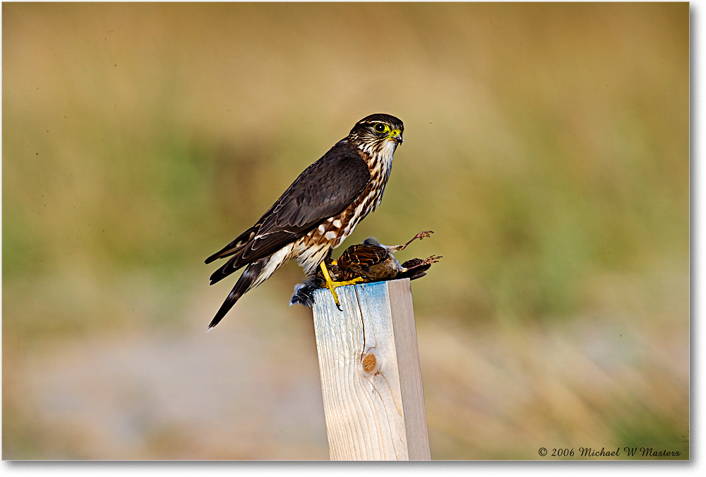 Merlin&Catch_Chinco_NWR_2006Nov_E0K8550 copy