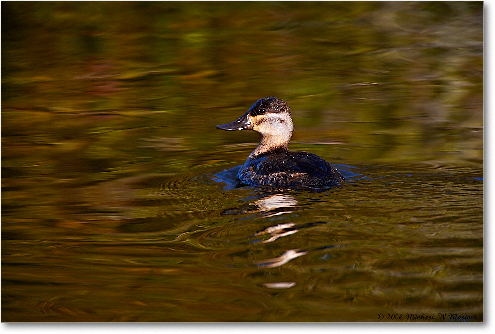 RuddyDuck_ChincoNWR_2006Nov_E0K8189 copy