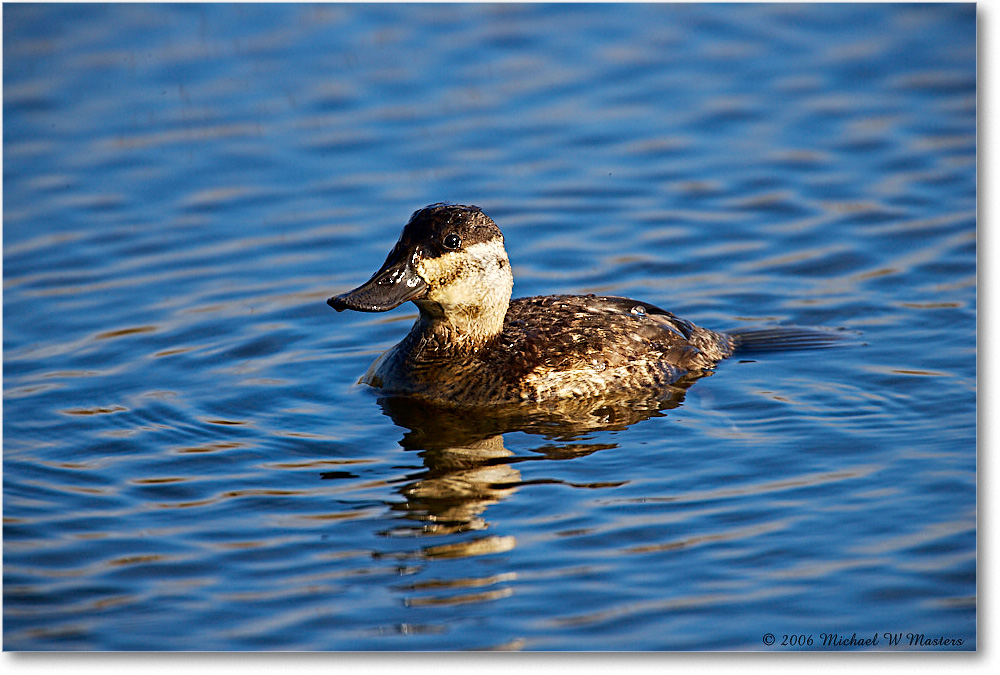 RuddyDuck_ChincoNWR_2006Nov_E0K8206 copy