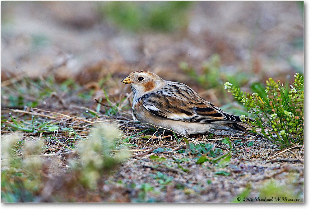 SnowBunting_ChincoNWR-sc_2006Nov_E0K0013 copy
