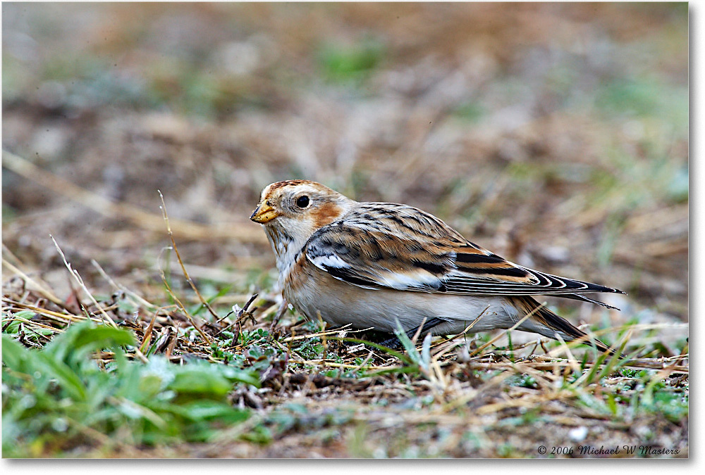 SnowBunting_ChincoNWR-sc_2006Nov_E0K0026 copy