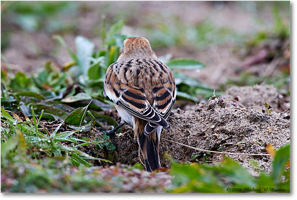 SnowBunting_ChincoNWR-sc_2006Nov_E0K0033 copy