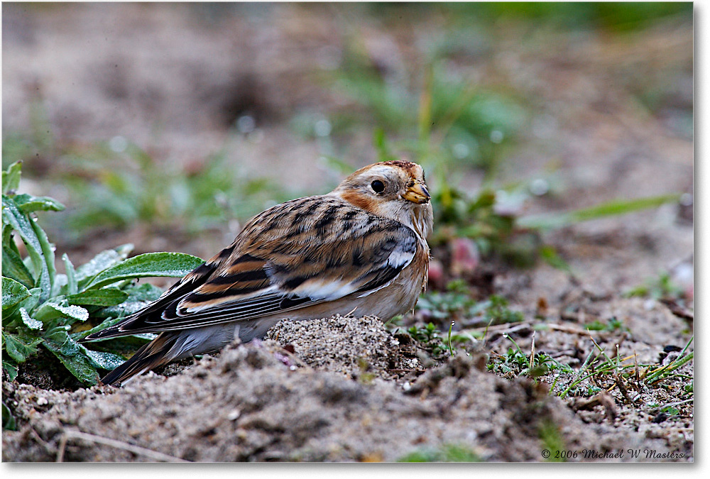 SnowBunting_ChincoNWR-sc_2006Nov_E0K0036 copy