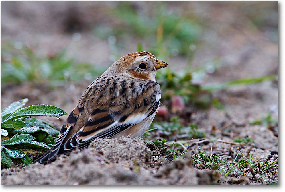 SnowBunting_ChincoNWR-sc_2006Nov_E0K0043 copy