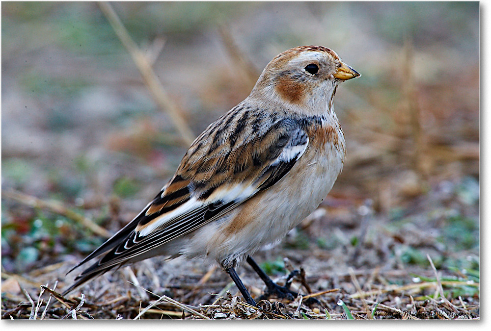 SnowBunting_ChincoNWR-sc_2006Nov_E0K0070 copy