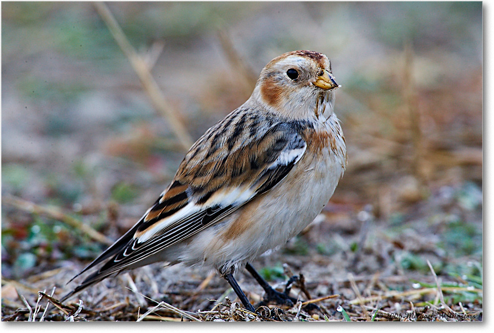 SnowBunting_ChincoNWR-sc_2006Nov_E0K0074 copy