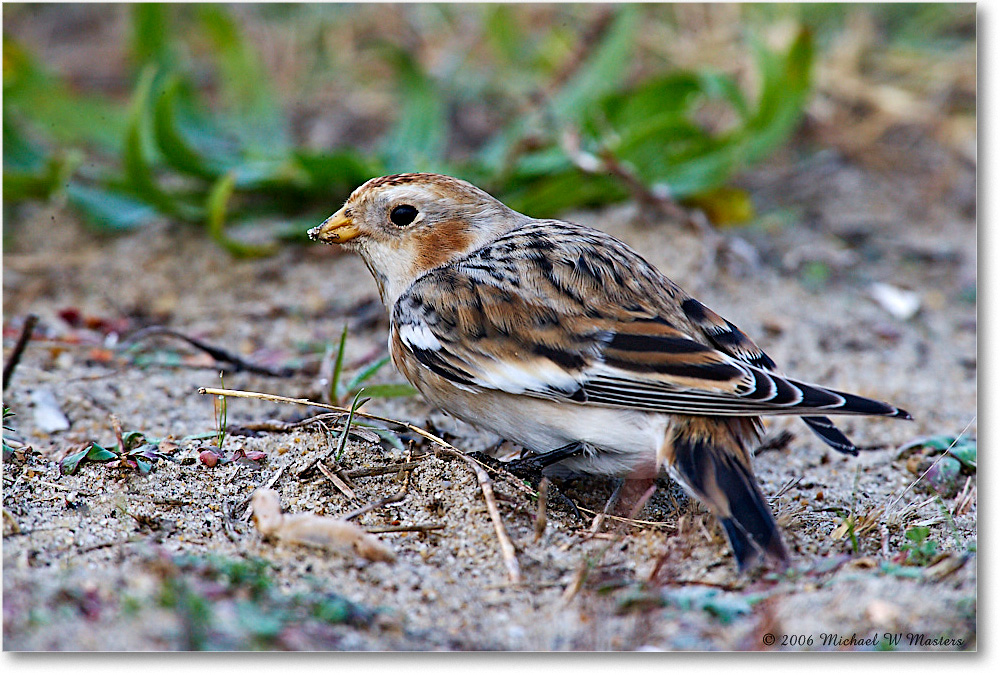 SnowBunting_ChincoNWR-sc_2006Nov_E0K0088 copy