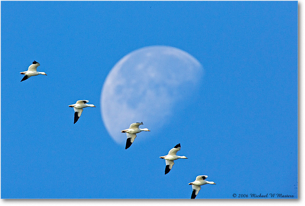 SnowGeese&Moon_ChincoNWR_2006Nov_E0K8578 copy