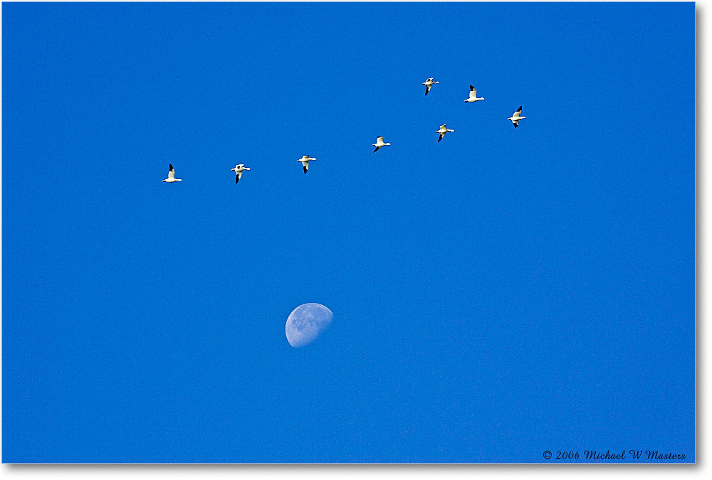 SnowGeese&Moon_ChincoNWR_2006Nov_Y2F0985 copy