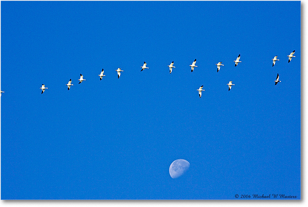 SnowGeese&Moon_ChincoNWR_2006Nov_Y2F0992 copy
