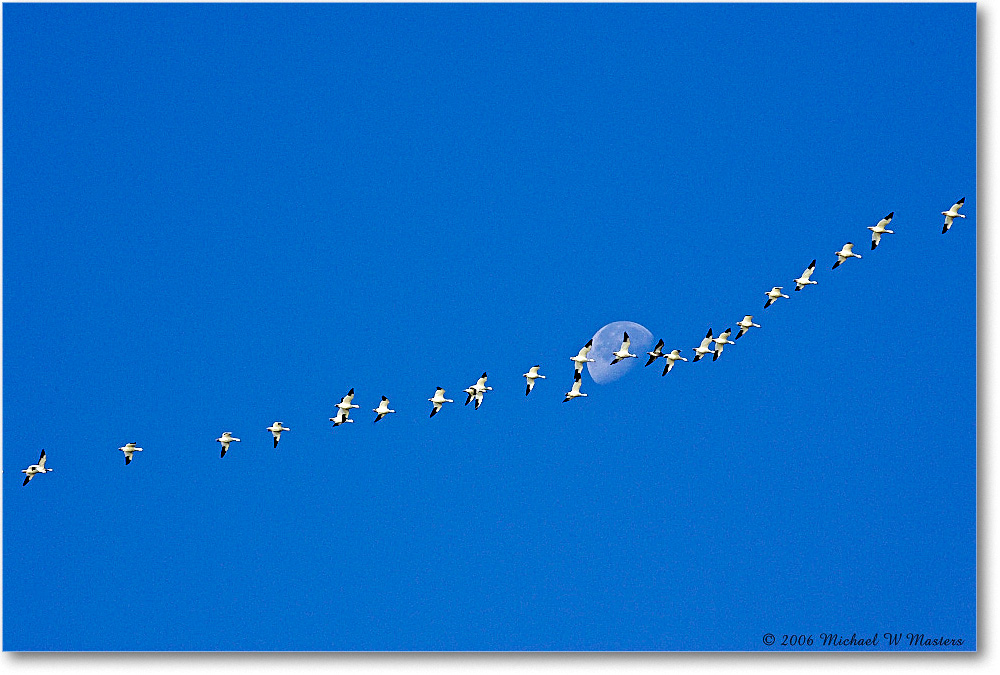 SnowGeese&Moon_ChincoNWR_2006Nov_Y2F0994 copy