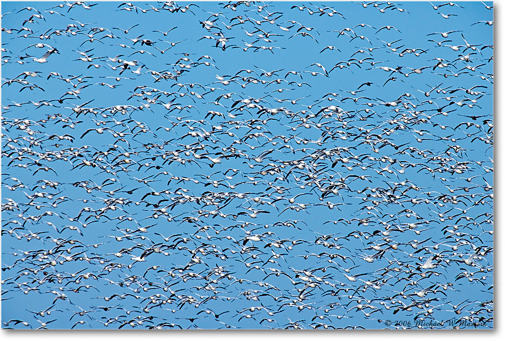 SnowGeese_ChincoNWR-wll_2006Nov_E0K8371 copy