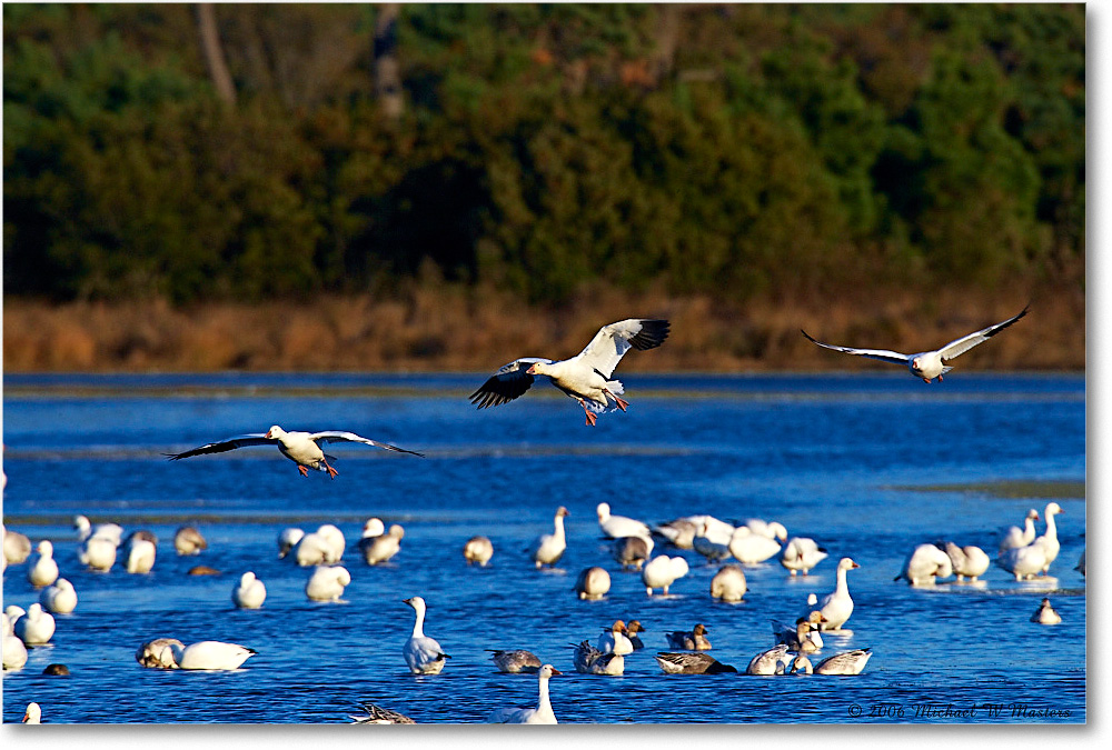 SnowGeese_ChincoNWR-wll_2006Nov_E0K8459 copy