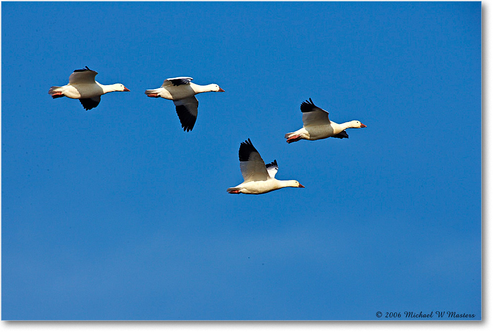 SnowGeese_ChincoNWR-wll_2006Nov_E0K9666 copy